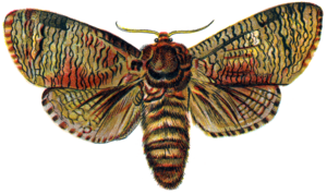 Moth PNG Transparent Image PNG Clip art