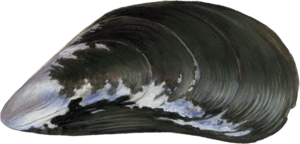 Mussel PNG Picture PNG Clip art