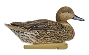 Northern Pintail PNG File PNG Clip art
