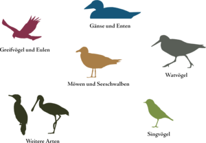 Northern Pintail PNG Free Download PNG Clip art