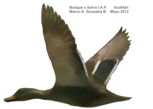 Northern Pintail PNG HD PNG Clip art