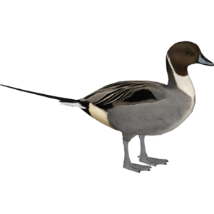 Northern Pintail PNG Pic PNG Clip art