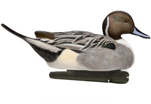 Northern Pintail Transparent Background PNG Clip art