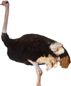 Ostrich PNG Clipart PNG Clip art