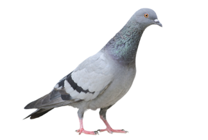 Pigeon PNG Free Download PNG Clip art