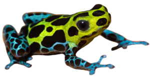 Poison Dart Frog PNG Pic PNG Clip art