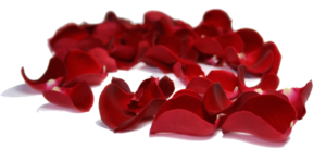 Rose Petals PNG Clipart PNG Clip art