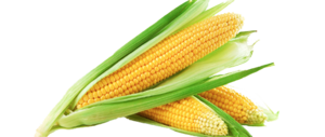 Sweet Corn PNG Image PNG Clip art