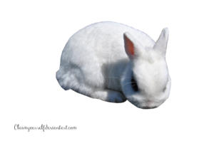 White Rabbit PNG Clipart PNG Clip art