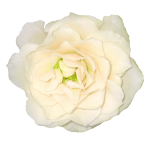 White Rose PNG Clipart Background PNG Clip art