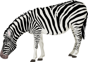 Zebra PNG Clipart Background PNG Clip art