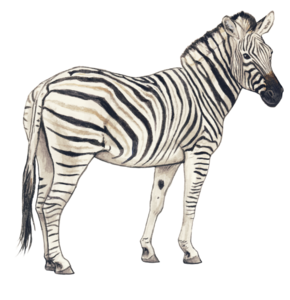 Zebra PNG Transparent Background PNG Clip art