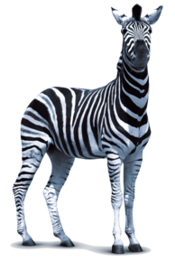 Zebra PNG Transparent Photo PNG Clip art