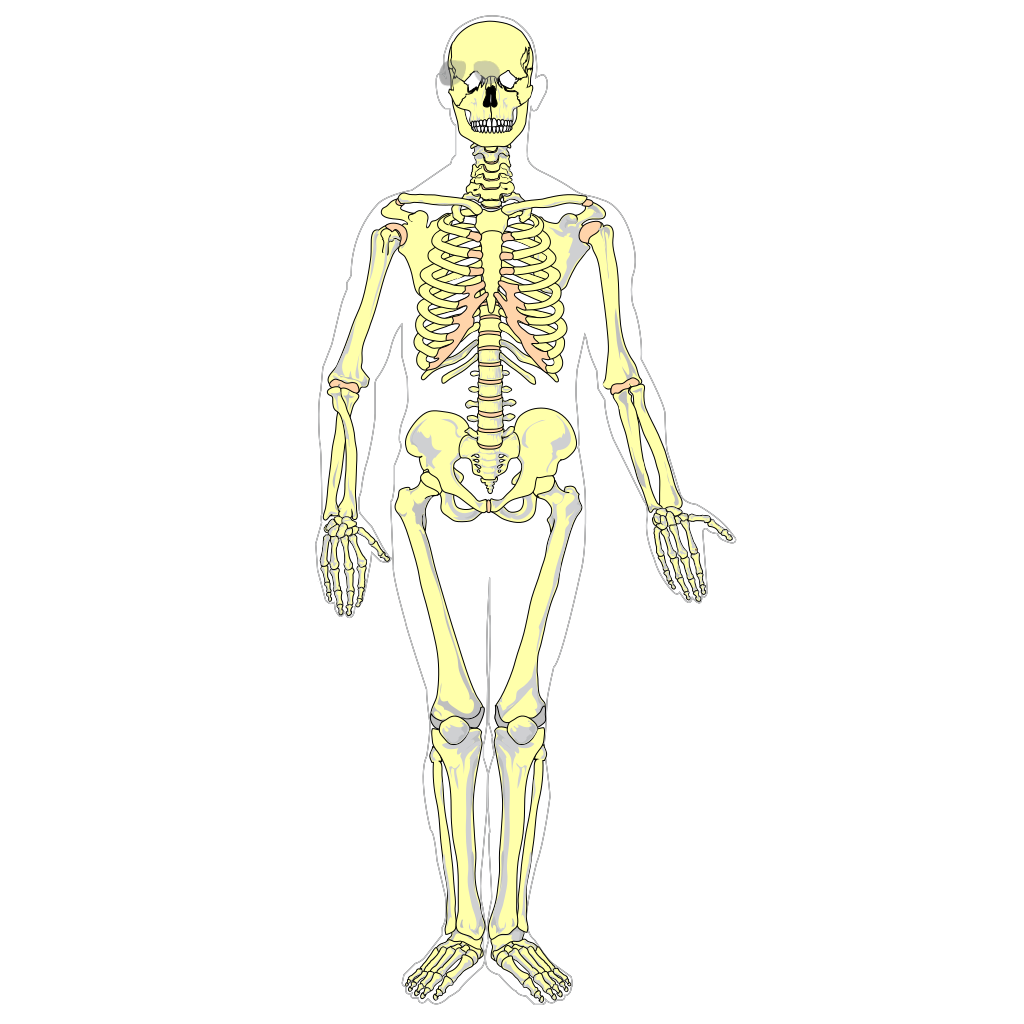 3D Skeleton Diagram SVG Illustration clipart preview