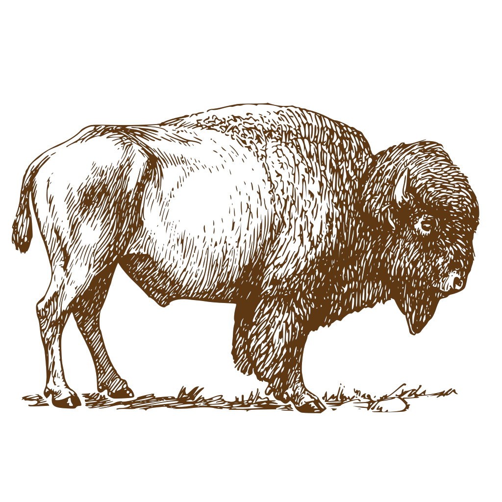 Bison Drawing clipart free download