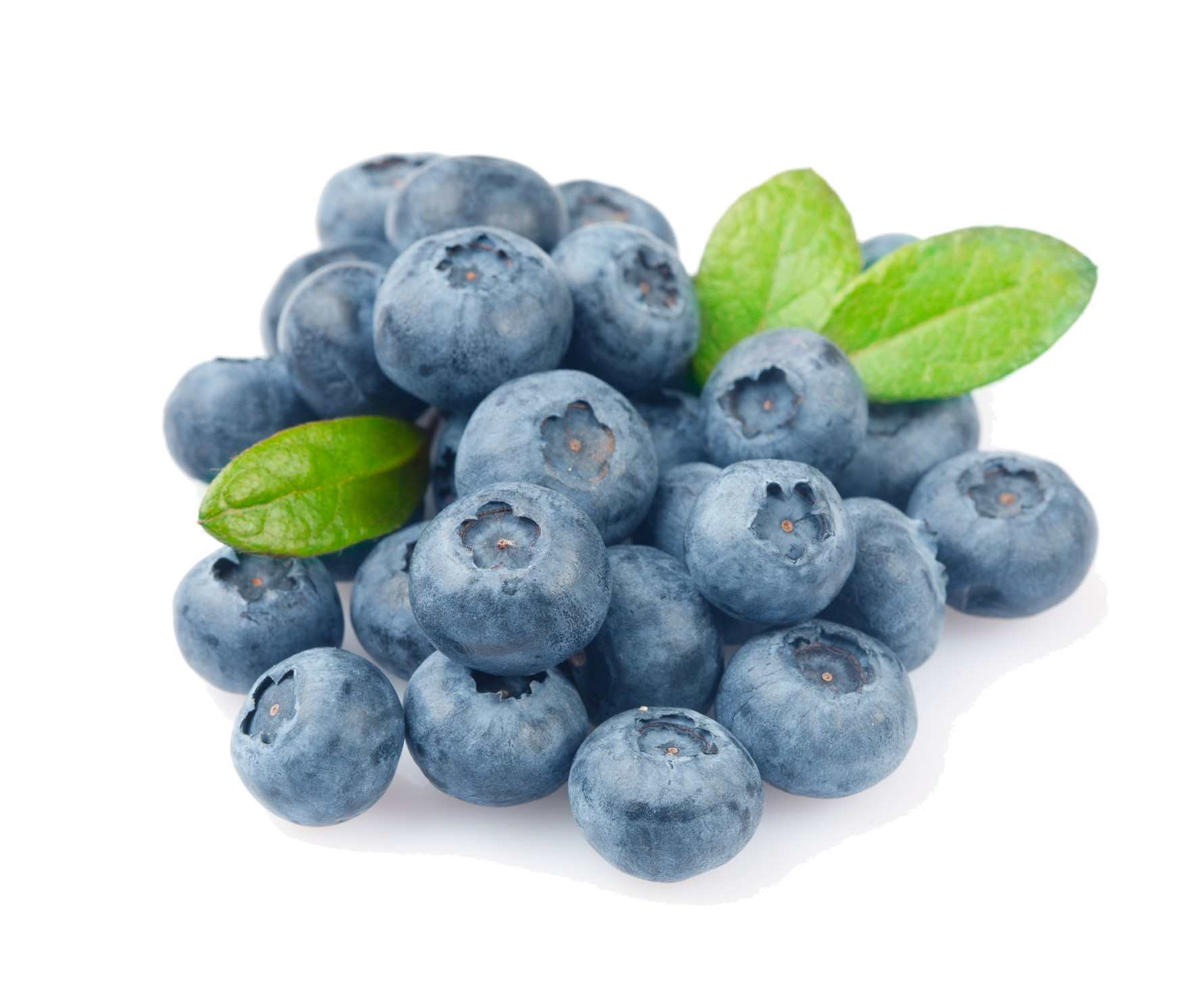 Blueberry Photography HD Image clipart preview