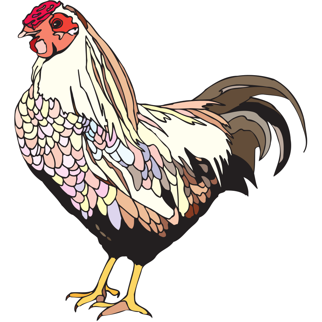 Colorful Chicken Illustration  clipart free download