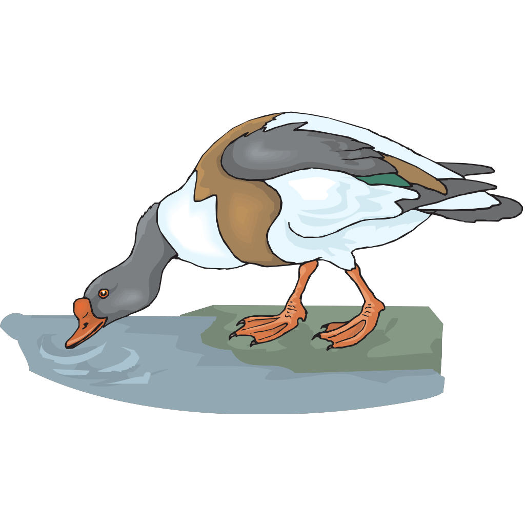 Duck Drinking Water Cartoon clipart preview