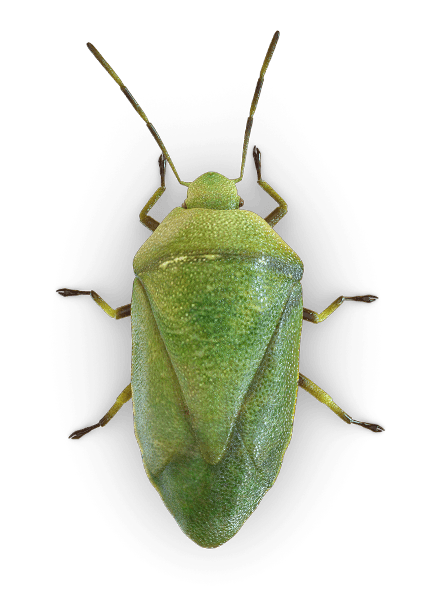 Green Bug PNG Picture clipart preview