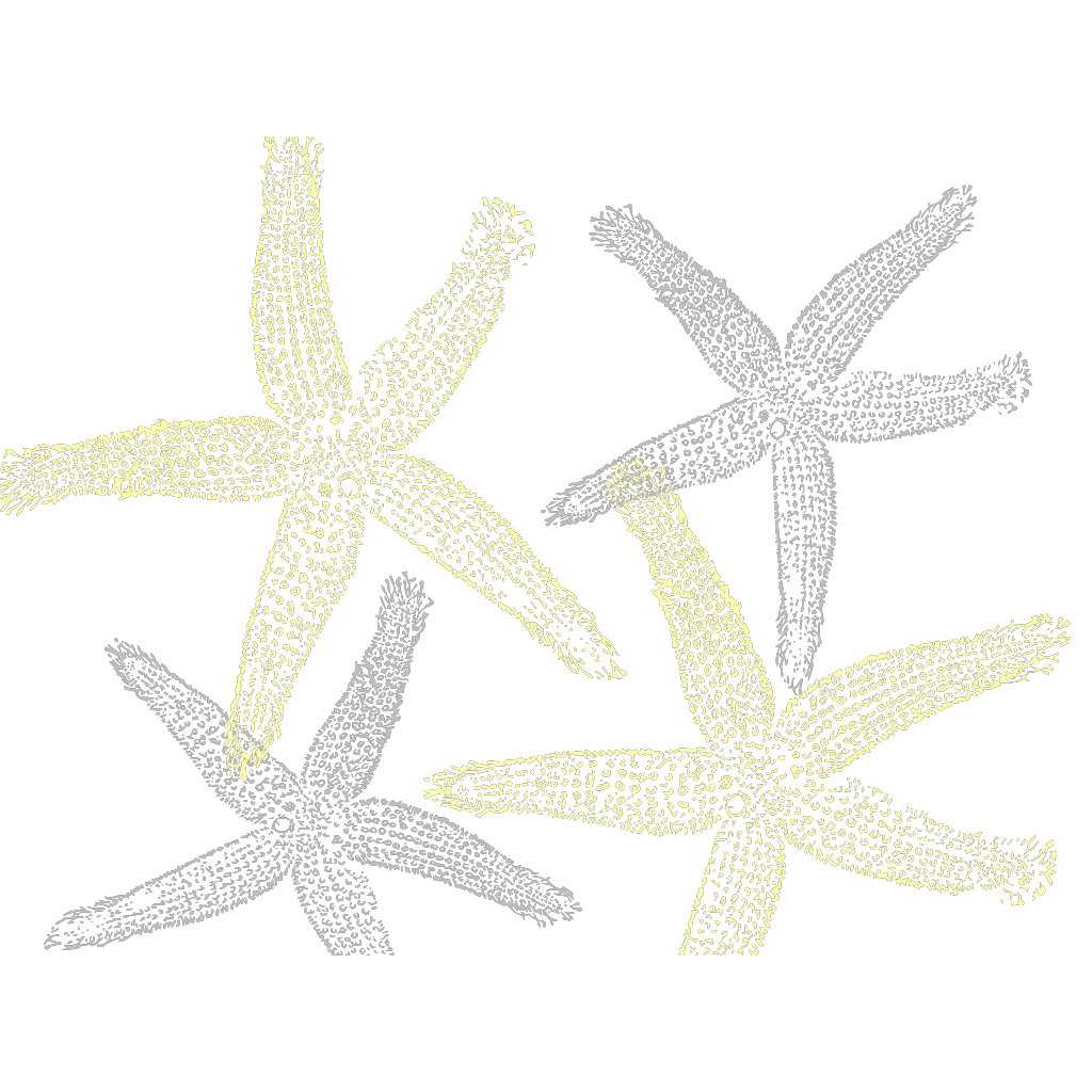 Grey Starfish Print clipart preview