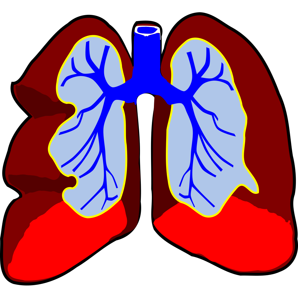 Healthy Lungs clipart preview