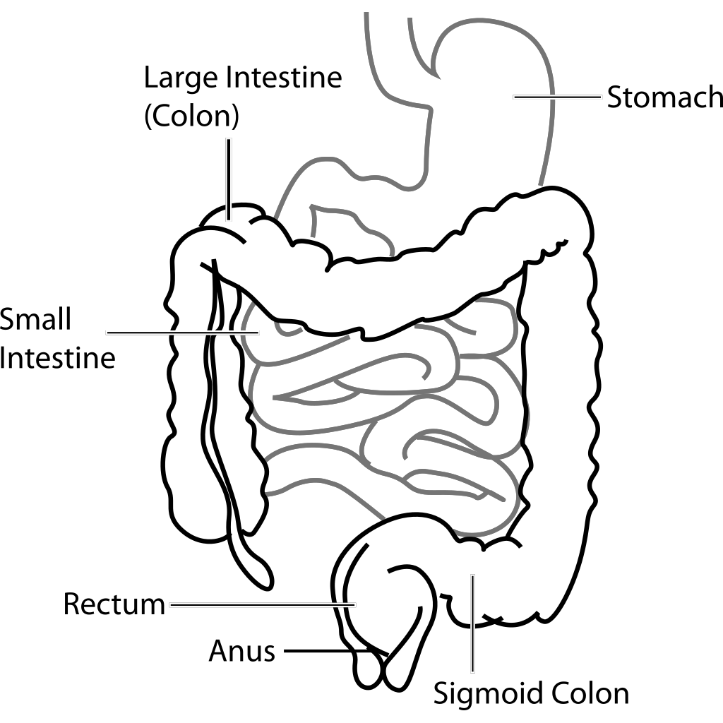 Intestine Diagram Silhouette Map clipart preview