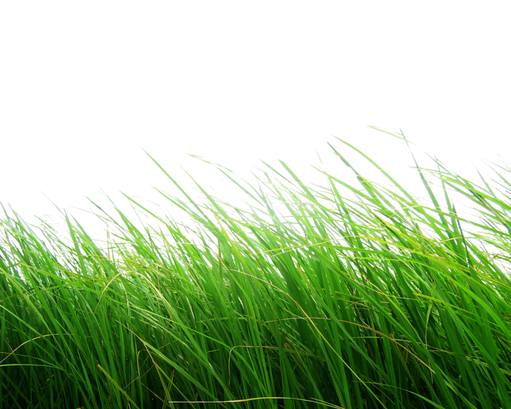 Nature Grass Background clipart free download