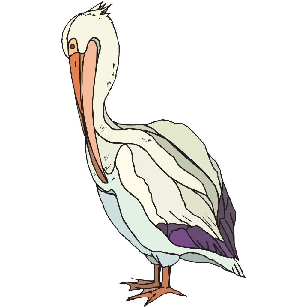 Pelican Colorful Feathers Clipart clipart free download