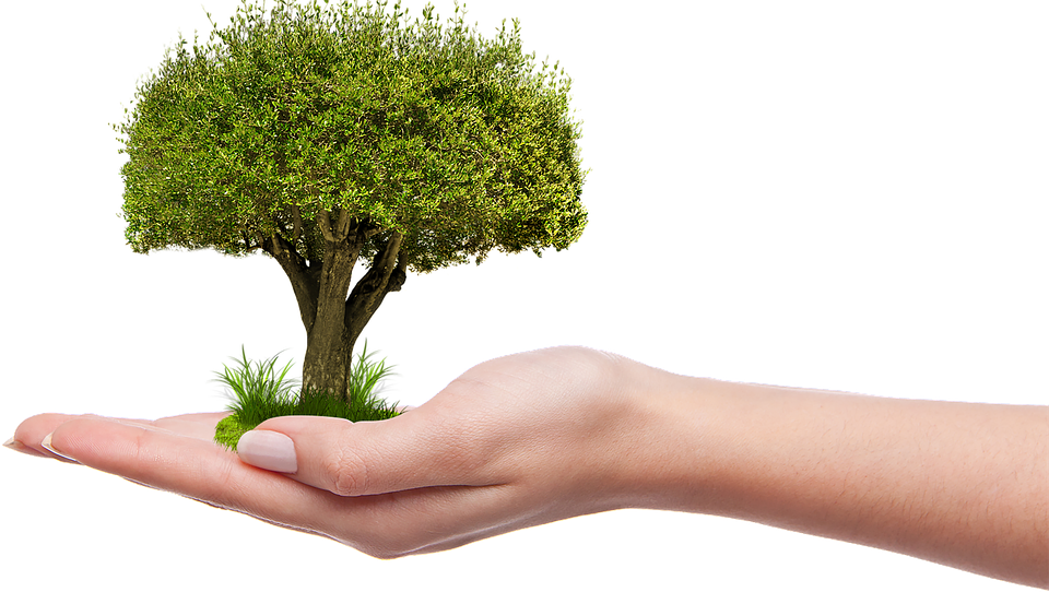 Tree in Hand Image  clipart free download